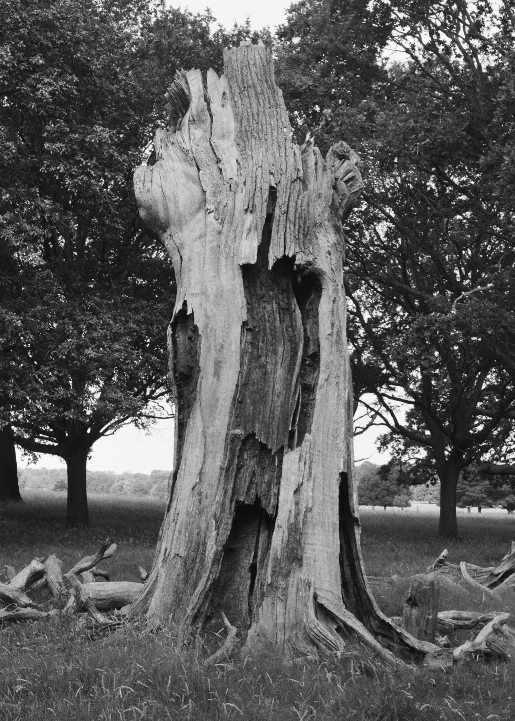 Dead Trees of Richmond Park