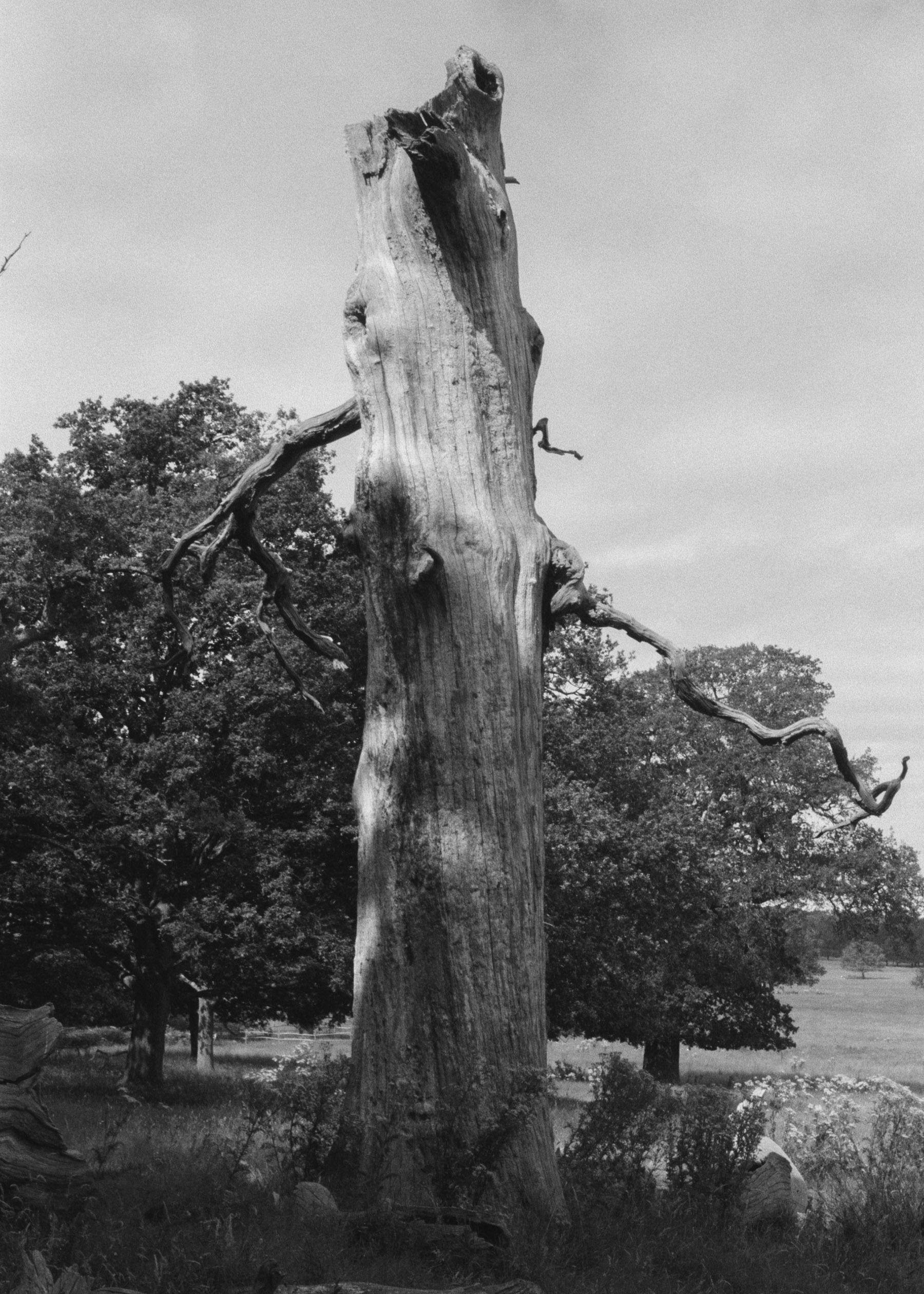 Dead Trees of Richmond Park